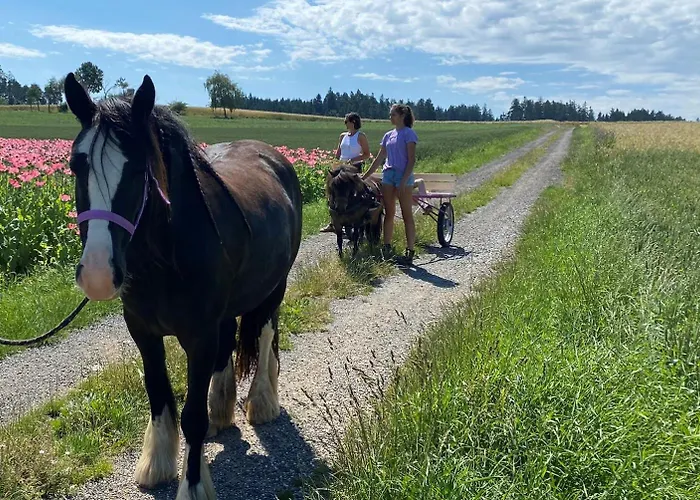 Campsite Andrella Auszeithof - Schlaferlebnis Im Holzfass Friedersbach