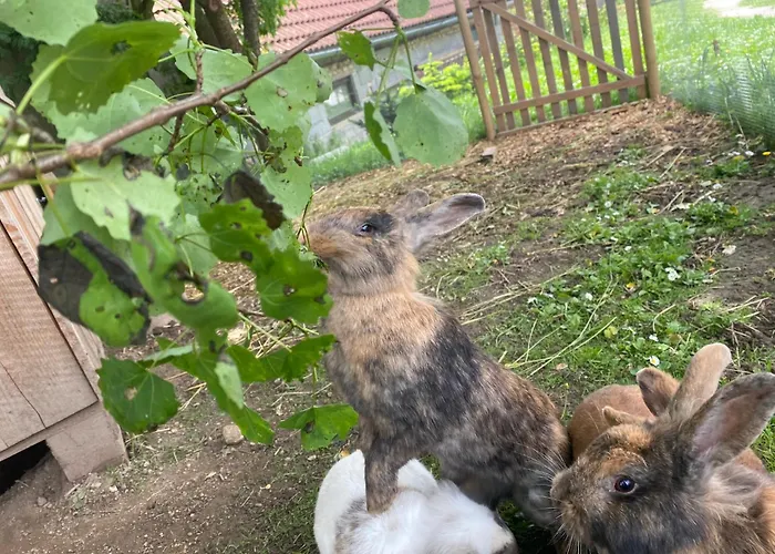 Campsite Andrella Auszeithof - Schlaferlebnis Im Holzfass