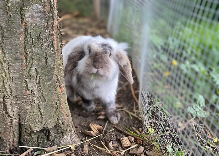 Campsite Andrella Auszeithof - Schlaferlebnis Im Holzfass