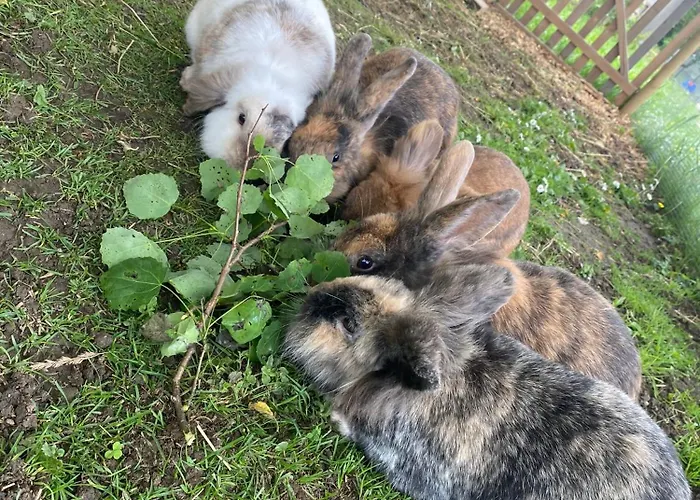 Andrella Auszeithof - Schlaferlebnis Im Holzfass Campsite